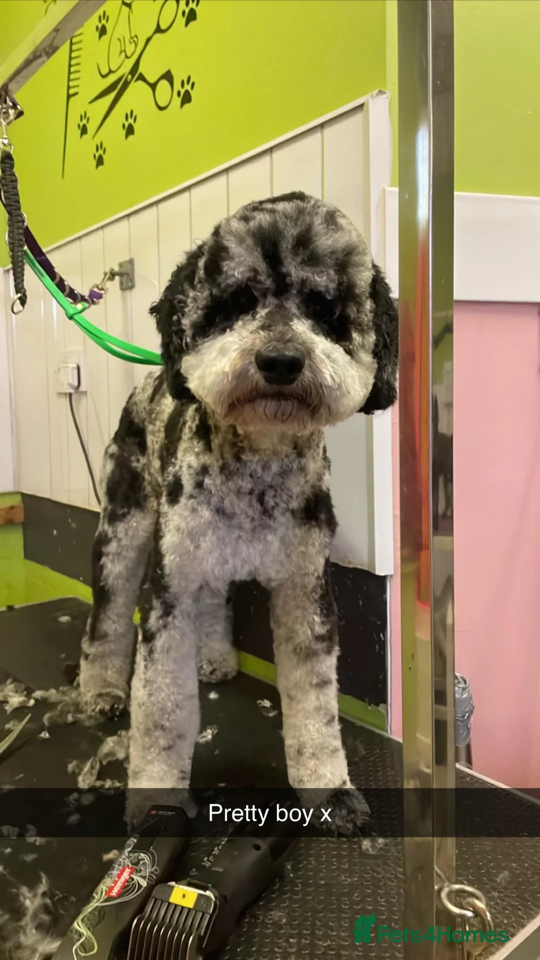 Goldendoodle dogs for stud: Blue Merle golden doodle stud in Falkirk - Advert 2