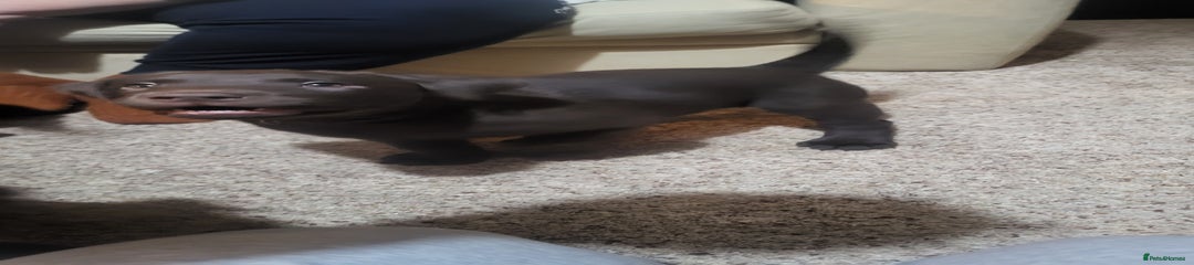 Labrador Retriever Puppy 1