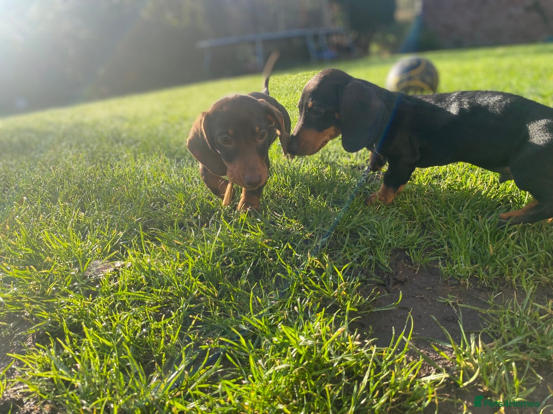 Dachshund dogs for sale: Miniature Dachshund Puppies ⭐️one male left  ⭐️ - Advert 4