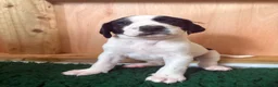 Mixed Breed dogs for sale: 1 BOY & 1 GIRL LEFT- GSP X FOXHOUND Puppies  - Advert 9
