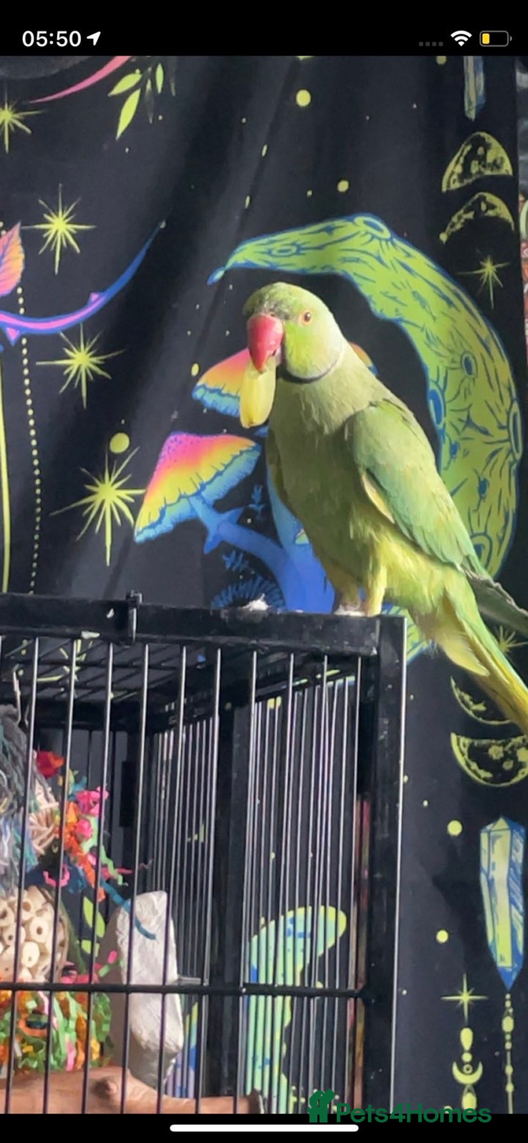 Ringnecks birds for sale: Male ring neck  - Advert 1