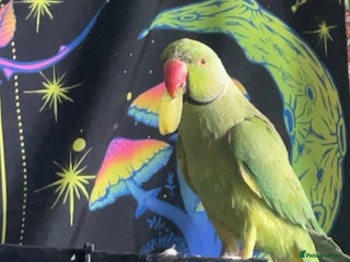 Ringnecks birds Male ring neck - Advert 1