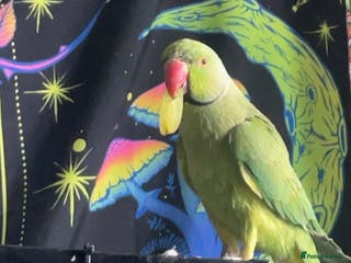 Ringnecks birds Male ring neck - Advert 13