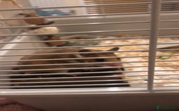 Hamster rodents for sale: Serian hamster  - Image 4