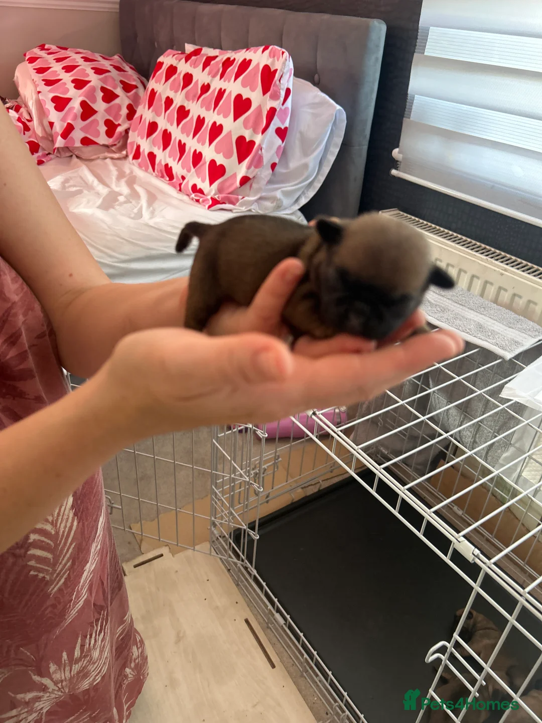Frug dogs for sale: 5x Frug puppy’s in Rainham - Advert 2
