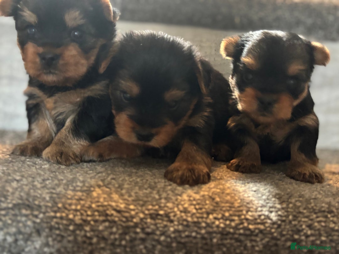 Yorkshire Terrier dogs for sale: Puree Yorkshire Terrier Puppies  - Image 2
