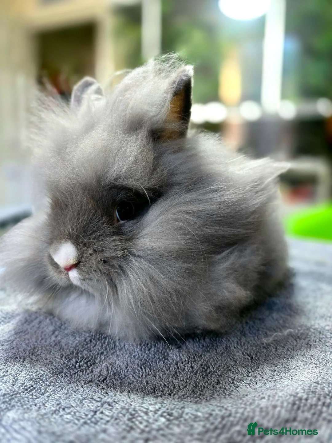 Angora rabbits for sale: Beautiful Teddy Dwergs  - Advert 2