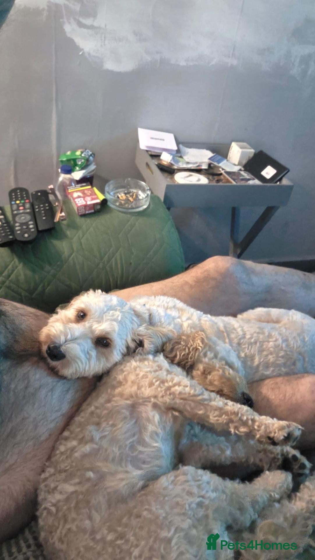 Mixed Breed dogs Cockapoo  - Advert 3