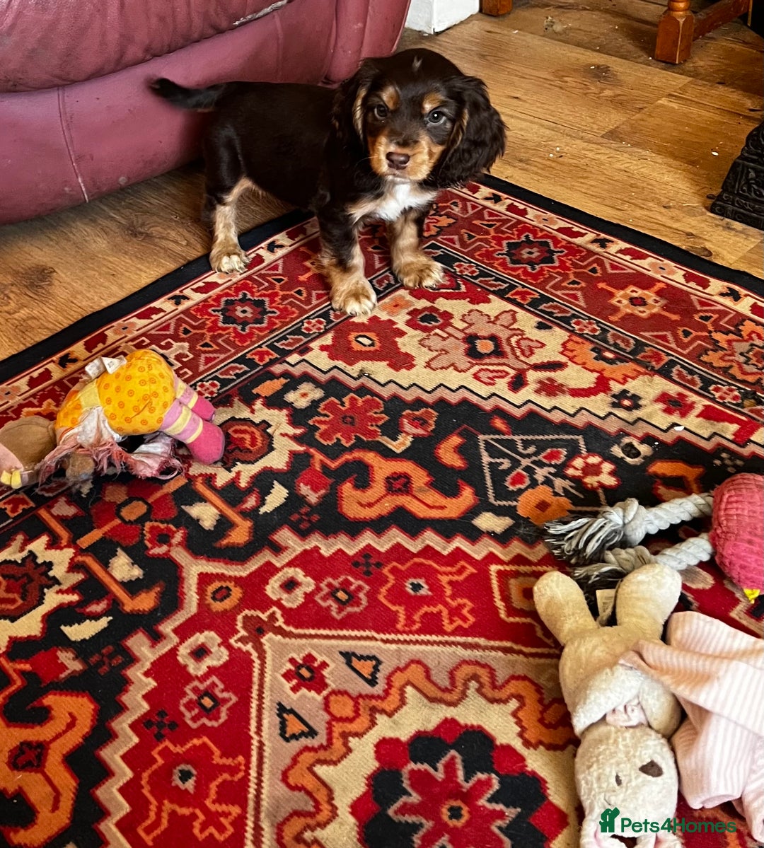 Cocker Spaniel dogs for sale: Stunning cocker spaniel puppies  - Advert 6