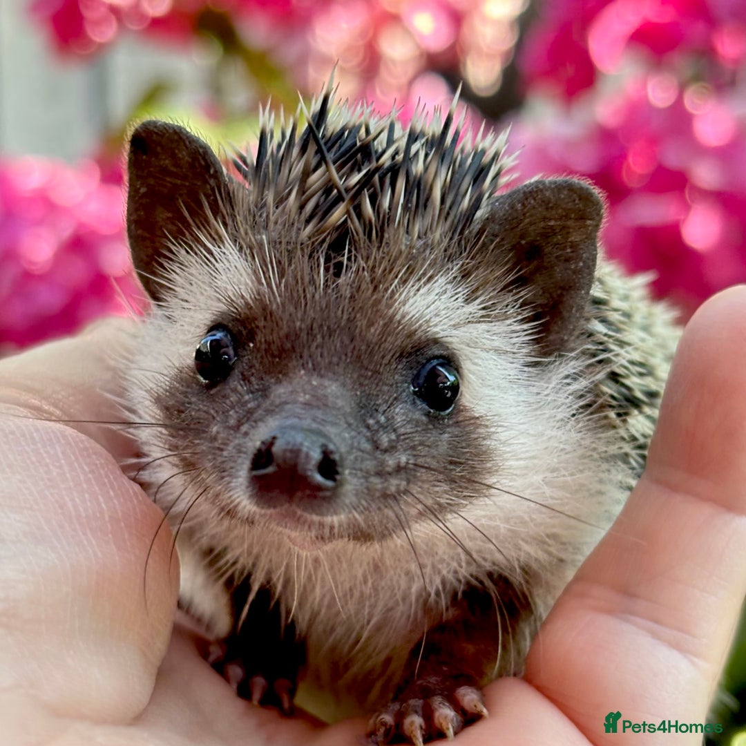 Pygmy Hedgehog rodents for sale: Pedigree African Pygmy Hedgehog 04.05.25 in Eastleigh - Image 3