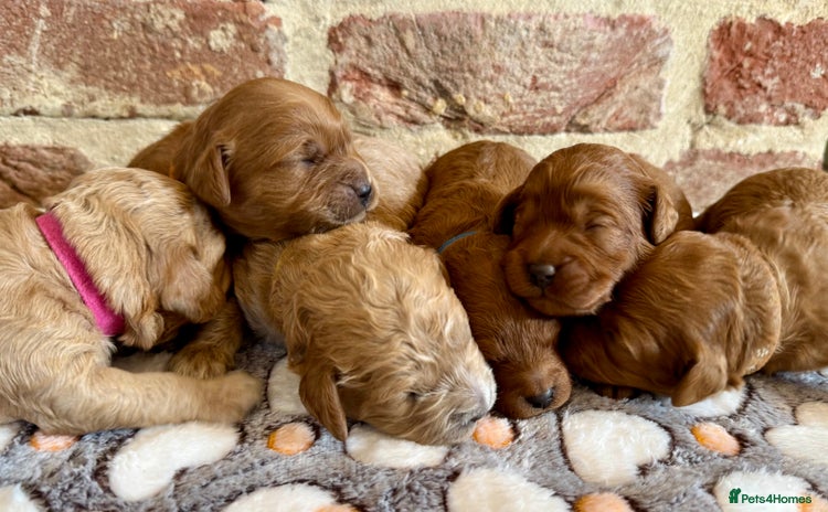 Cavapoo dogs - Advert 1