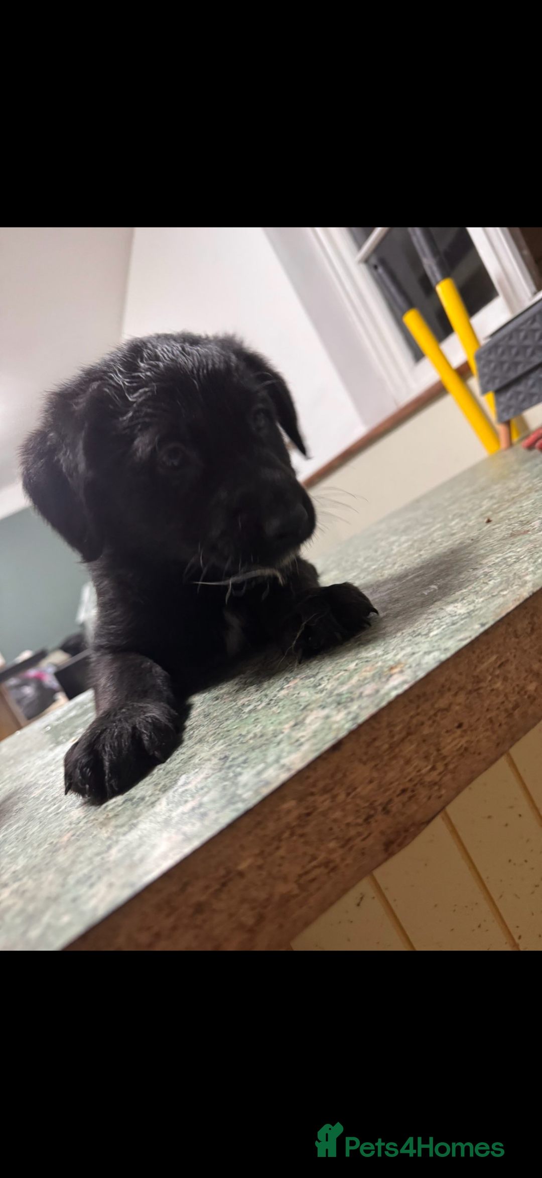 Mixed Breed dogs for sale: Shepsky x Labrador  - Advert 17