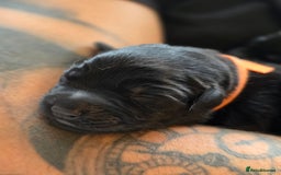 Mixed Breed dogs for sale: Sheprador Puppies - Image 12