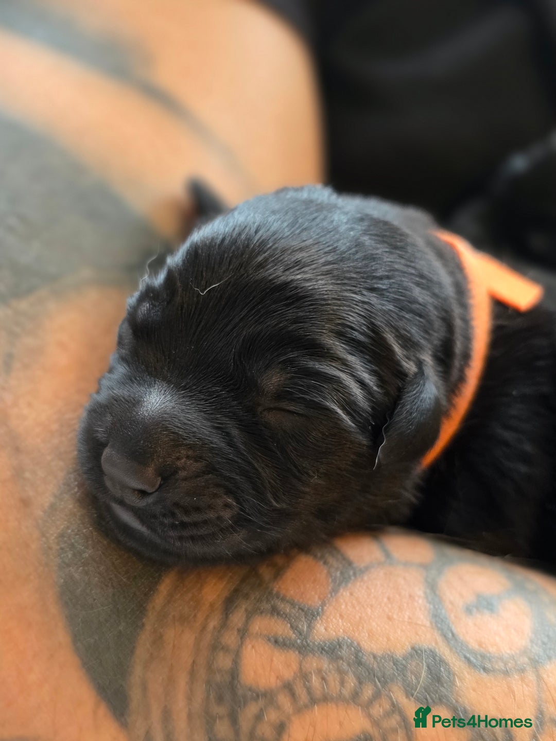 Mixed Breed dogs for sale: Sheprador Puppies - Image 12
