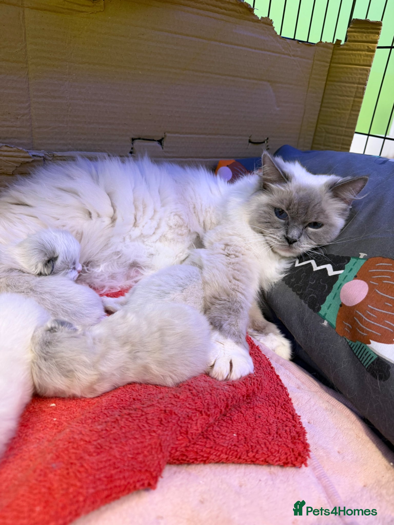 Ragdoll cats Beautiful radgoll kittens looking for new homes✨🤍 - Advert 1