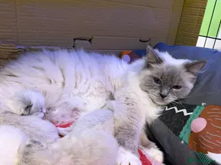 Ragdoll cats Beautiful radgoll kittens looking for new homes✨🤍 - Advert 1