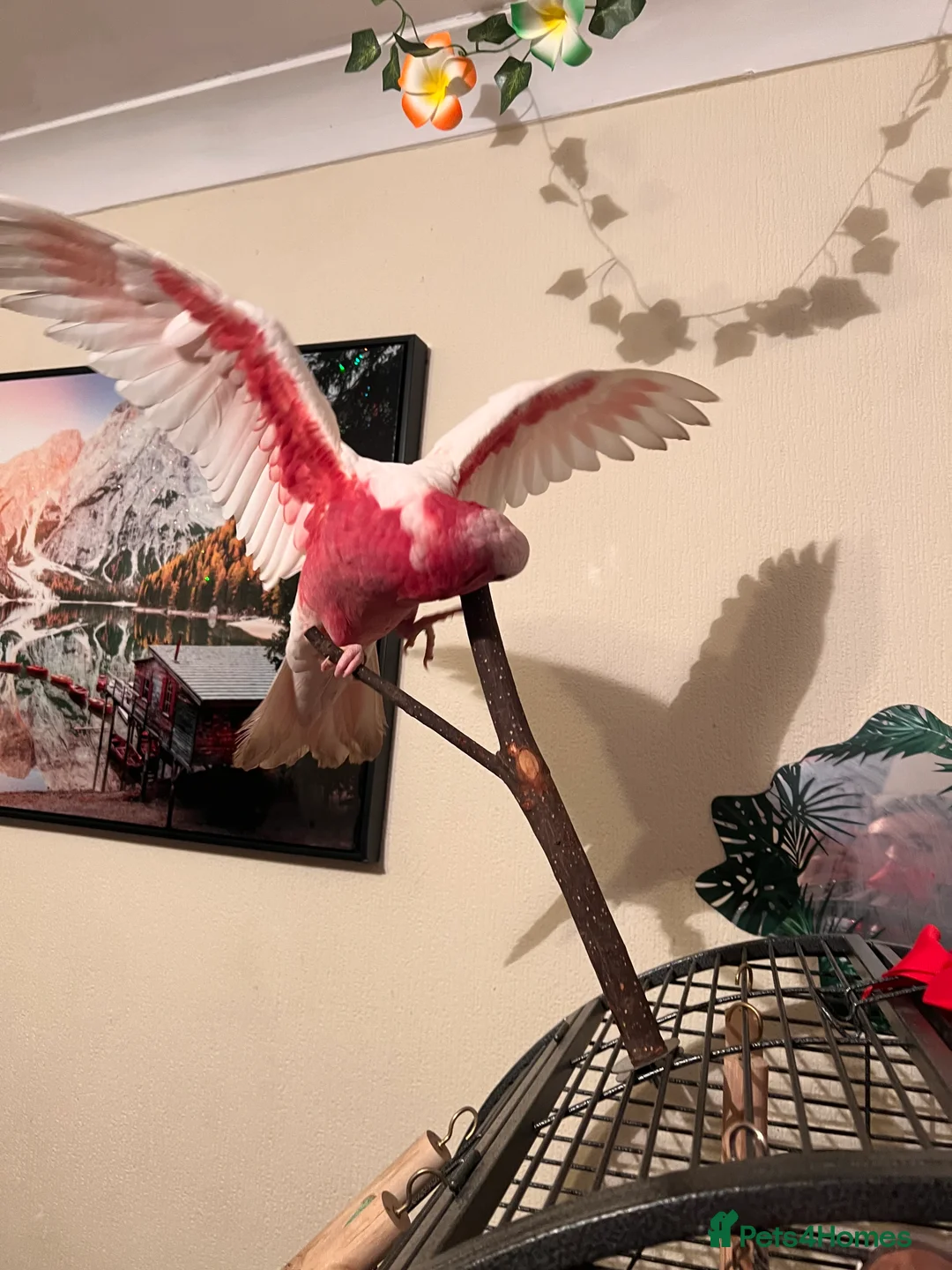 Parrots birds for sale: Rare Galah Lutino male  - Advert 7