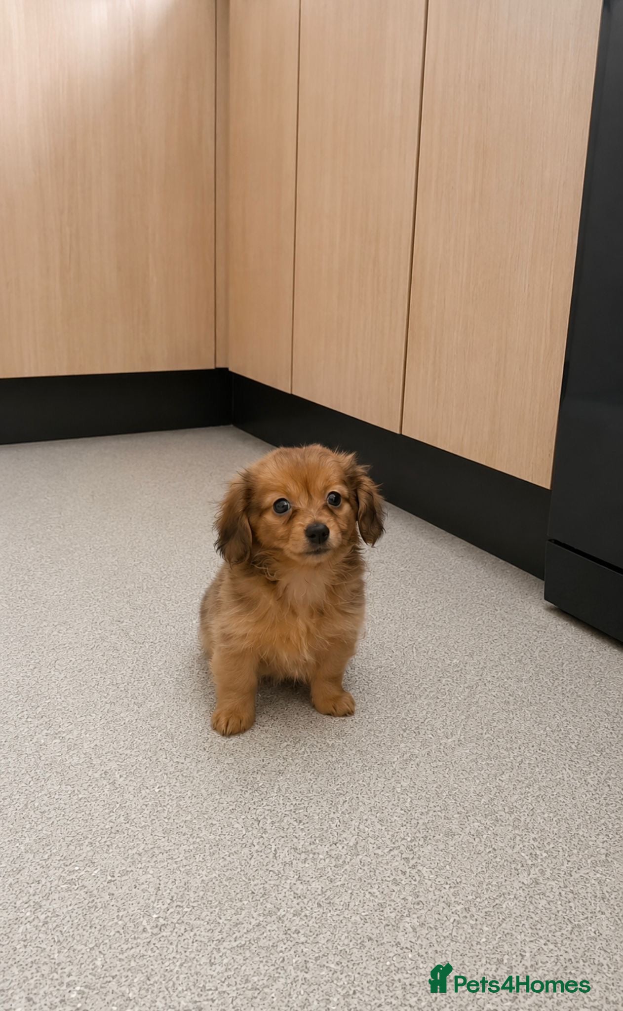 Mixed Breed dogs Adorable Pomeranian x miniature Dachshund Puppies  - Advert 1