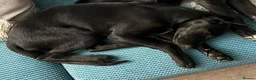 Mixed Breed dogs for sale: Black Doberman x Collie puppy under 4months old - Advert 6