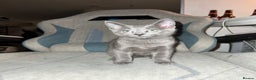 Russian Blue cats for sale: Gorgeous Championship Russian blue kittens  - Advert 31