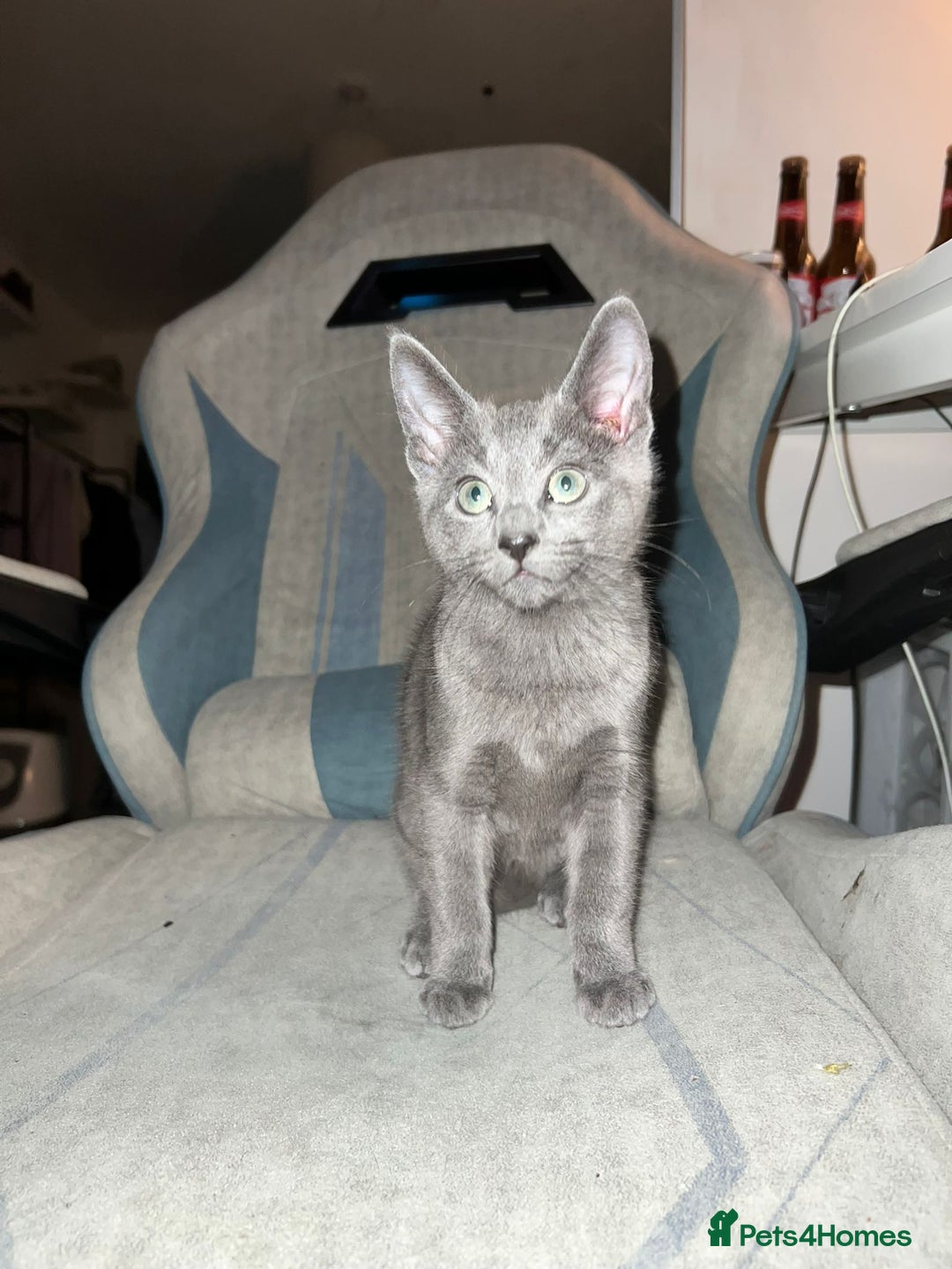 Russian Blue cats for sale: Gorgeous Championship Russian blue kittens  - Advert 31