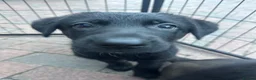 German Shepherd dogs for sale: Dutch shepherd x German shepherd puppies for sale - Advert 13
