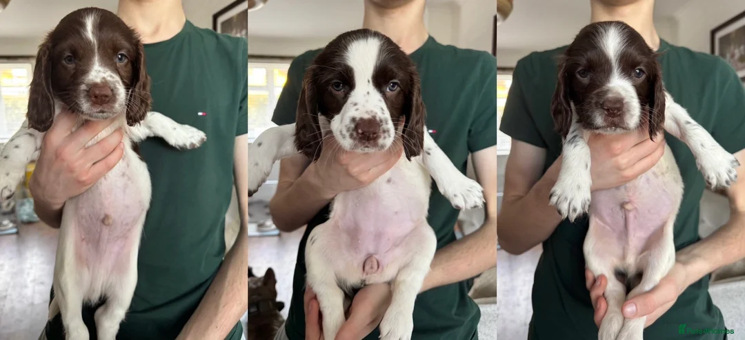English Springer Spaniel dogs for sale: Beautiful KC Springer puppies - Advert 2