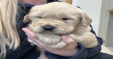 Golden Retriever dogs Beautiful KC Show Type Golden Retriever  Puppies - Advert 7