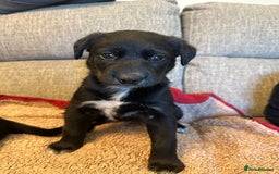 Mixed Breed dogs for sale: Labrador Cross Husky Girls  - Image 3