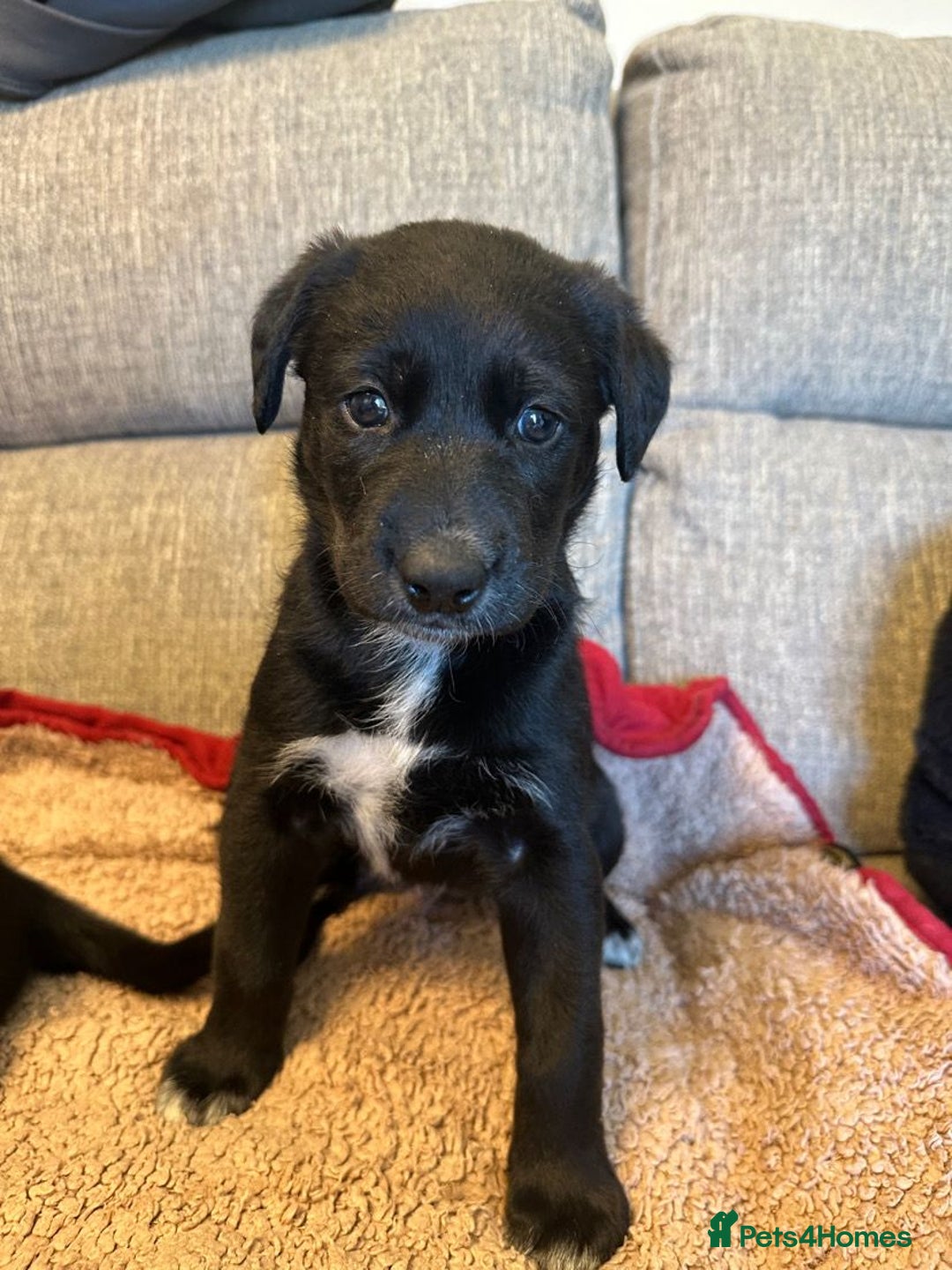 Mixed Breed dogs for sale: Labrador Cross Husky Girls  - Image 3