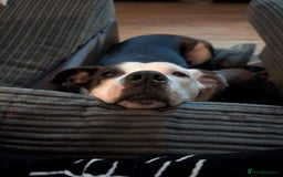 Staffordshire Bull Terrier dogs for sale: Female Staffordshire 4 years old  - Image 3