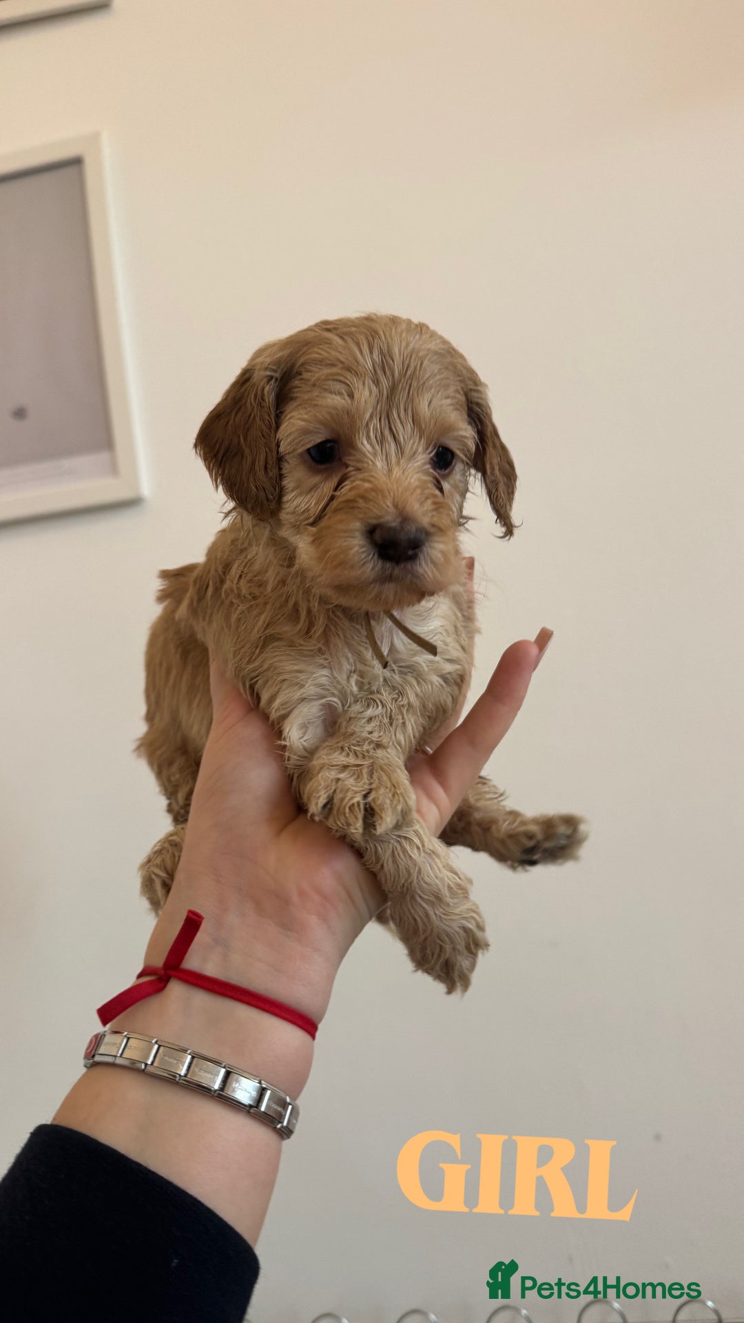 Cockapoo dogs for sale: Beautiful F1 cockapoos  - Advert 7