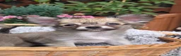 Chihuahua dogs for sale: Three Amigos - Longhaired Chihuahua Male Pups  - Advert 23