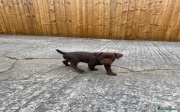 Patterdale Terrier dogs for sale: ⭐️PATTERDALE TERRIER PUPPIES  - Image 12