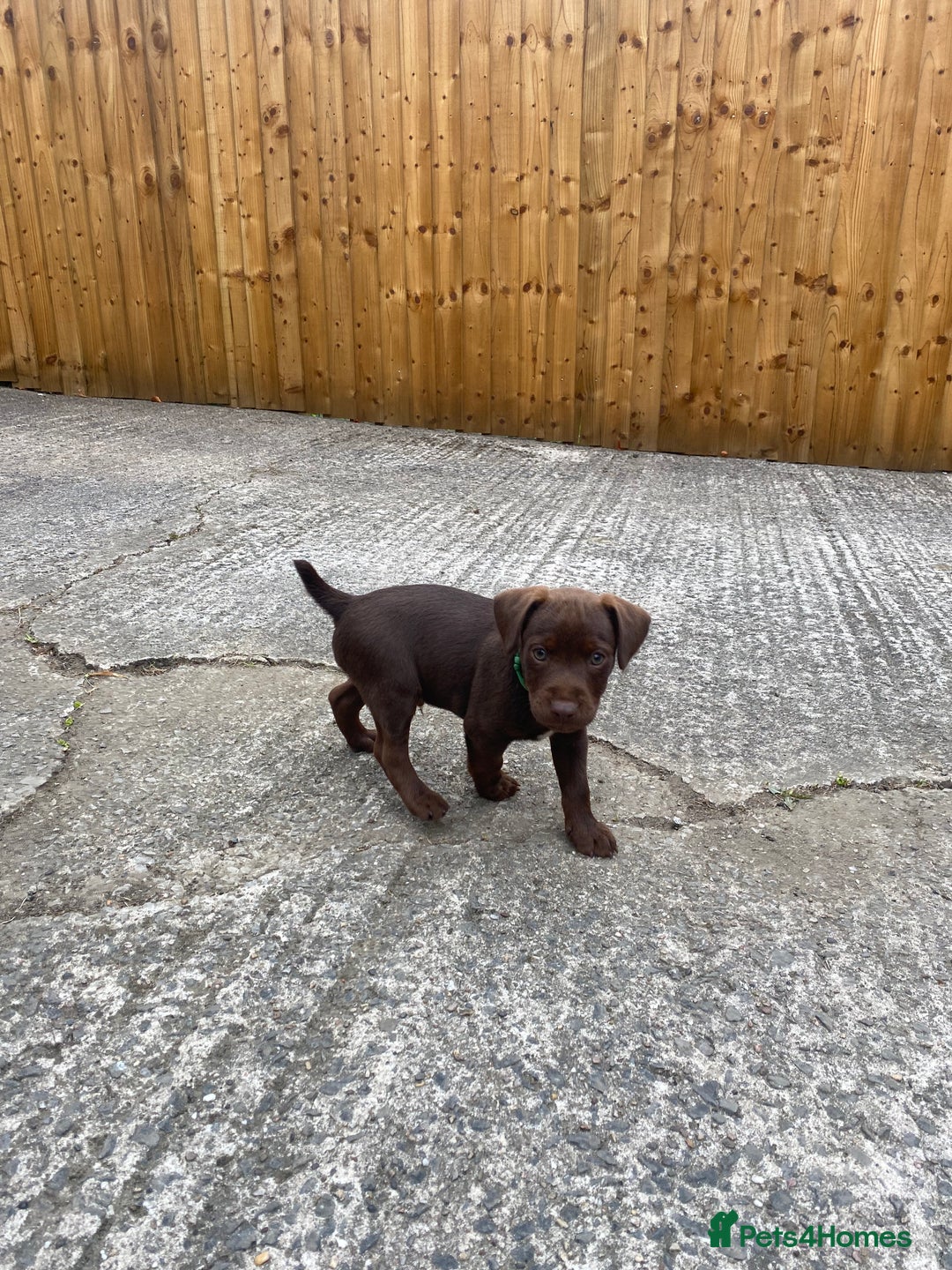 Patterdale Terrier dogs for sale: ⭐️PATTERDALE TERRIER PUPPIES  - Image 12