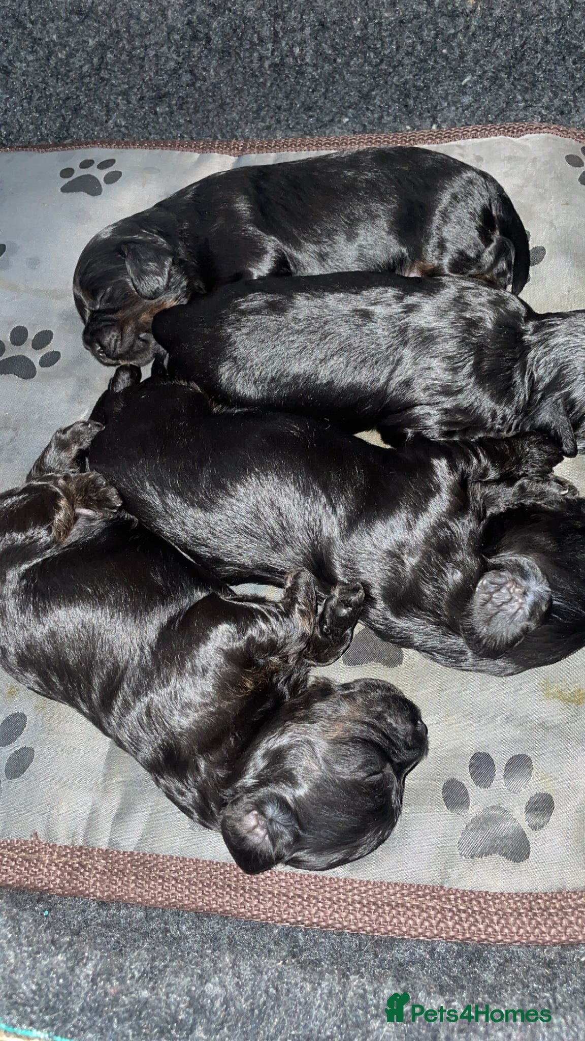 Cavapoo dogs for sale: Adorable F1 Cavapoo Puppies - Advert 13