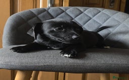 Mixed Breed dogs for sale: F1 Dachshund x Jack Russell  - Image 11