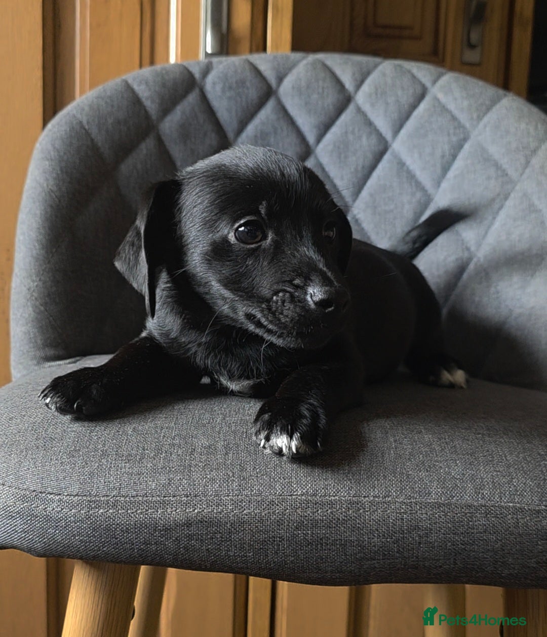Mixed Breed dogs for sale: F1 Dachshund x Jack Russell  - Image 11