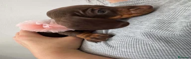 Dachshund 3