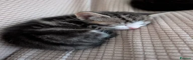 Kitten 2