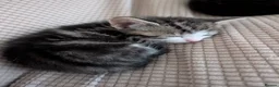 Domestic Shorthair cats for sale: Gorgeous, friendly kittens - Advert 7