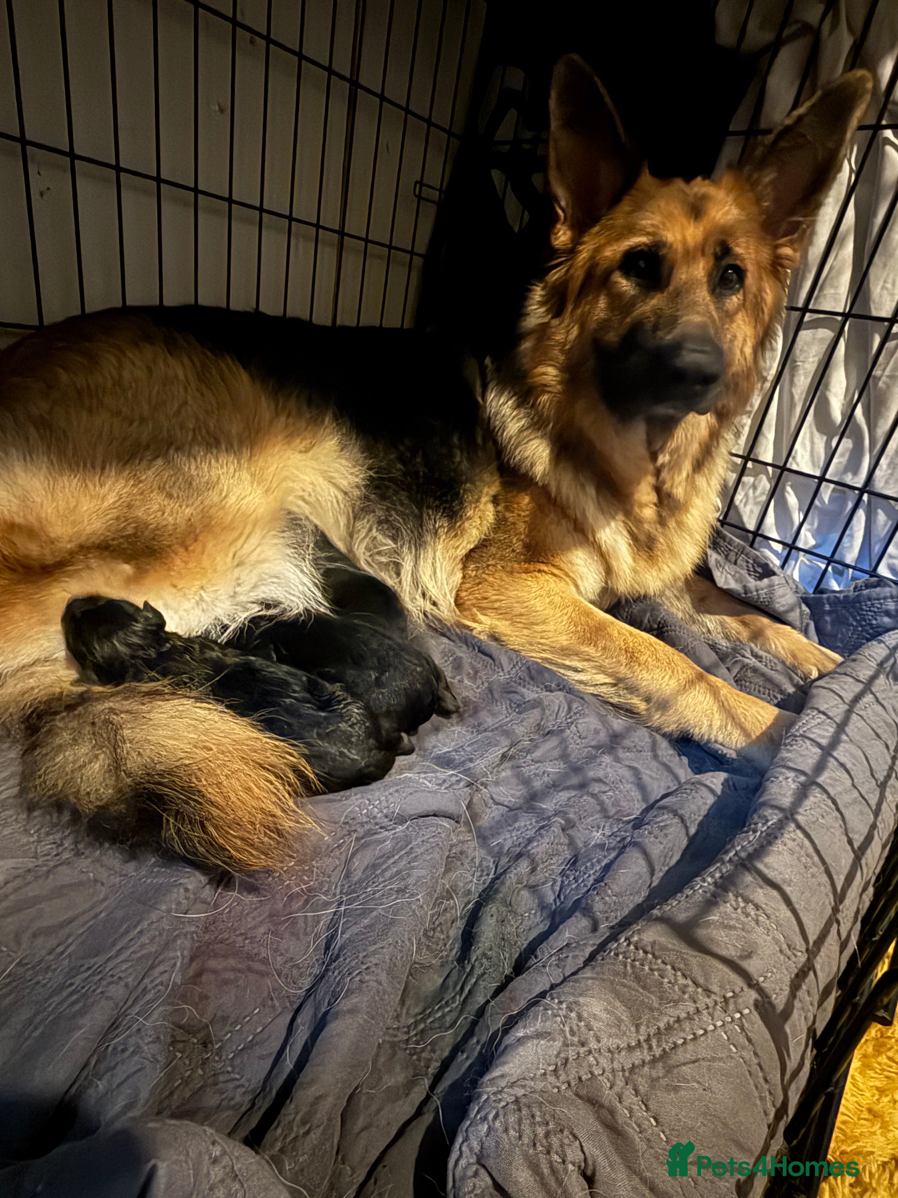 German Shepherd dogs German Shepard puppies - Advert 1