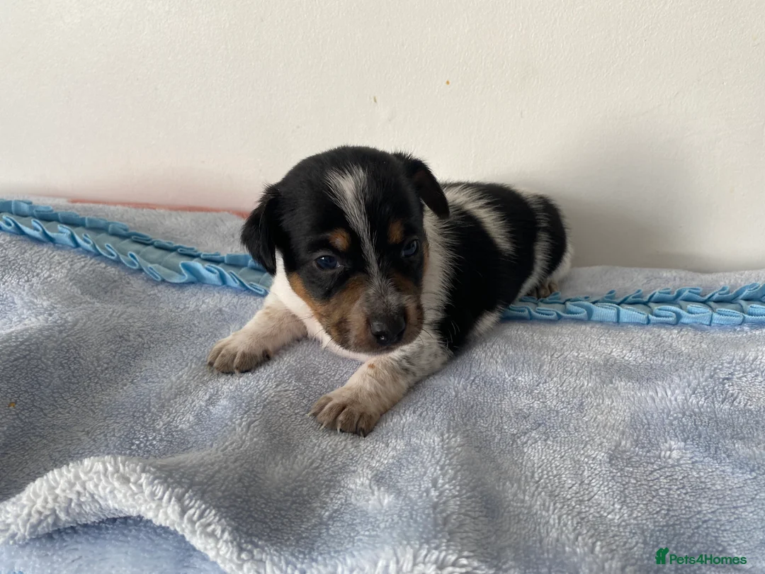 Jack Russell dogs for sale: Jack Russell puppies - Advert 2
