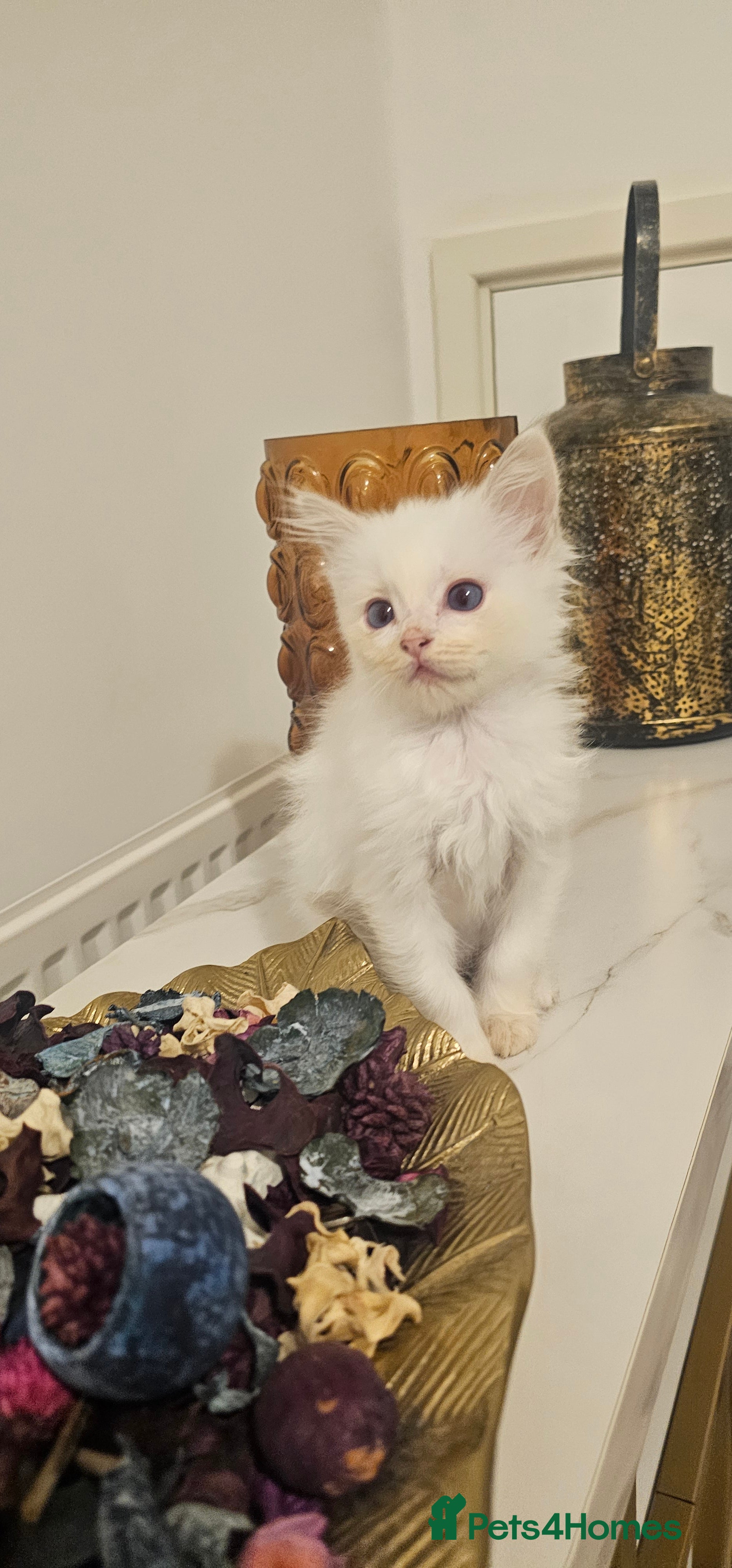 Ragdoll cats Pure Ragdoll kittens Tica  Registered   - Advert 2
