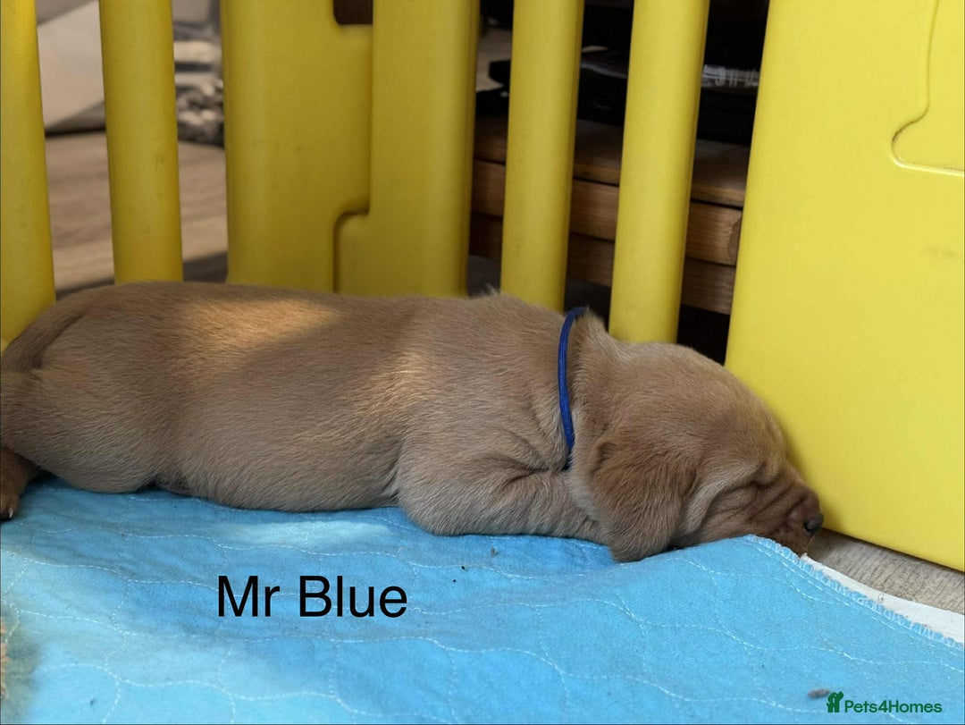 Labrador Retriever dogs for sale: Dudley Fox Red Labradors with FTCH in lineage - Advert 12