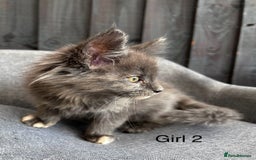 Maine Coon cats for sale: Maine coon girls - Image 9
