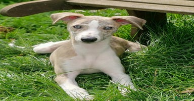 Whippet dogs - Advert 13