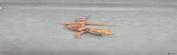 Leopard Gecko reptiles for sale: 2026 leopard gecko hatchlings  - Advert 3