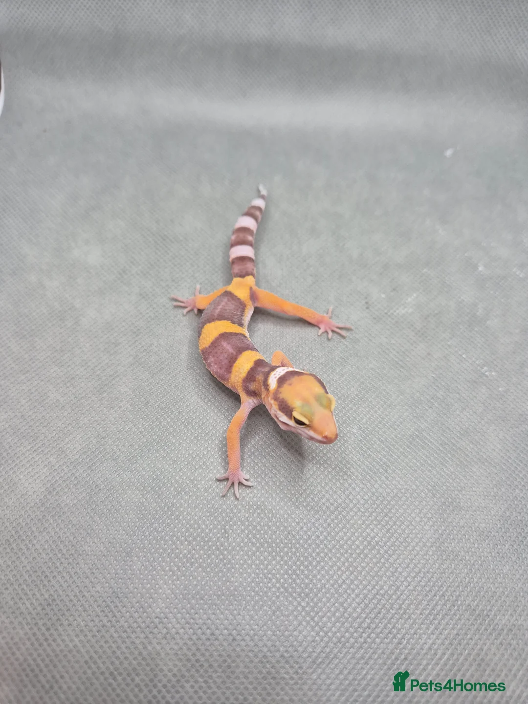 Leopard Gecko reptiles for sale: 2026 leopard gecko hatchlings  - Advert 2
