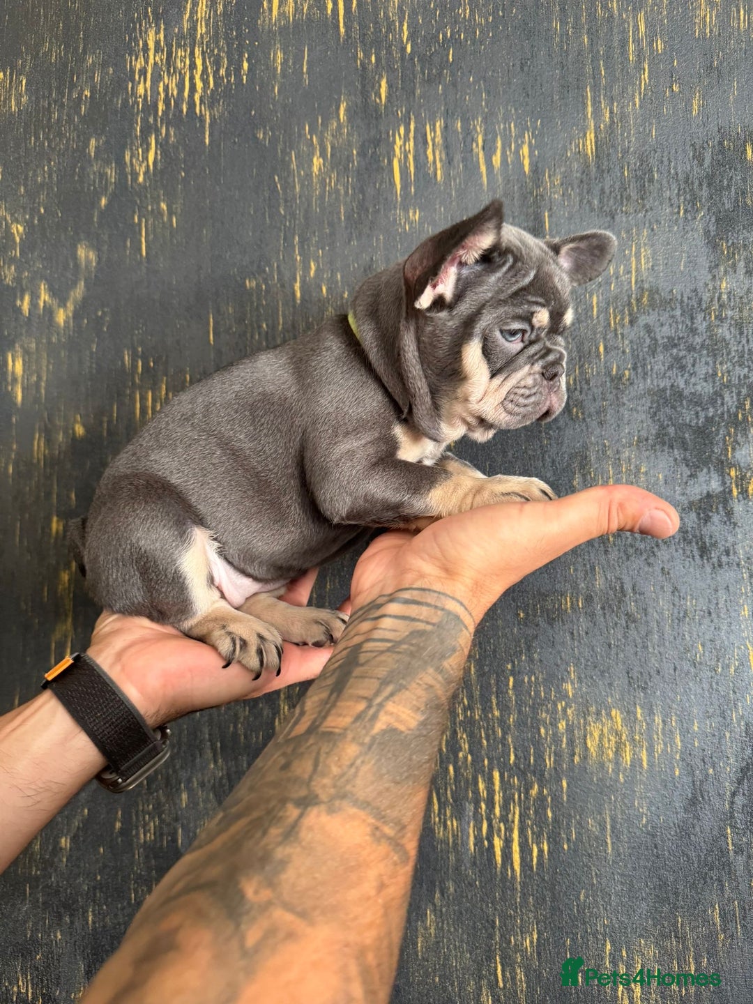 French Bulldog dogs for sale: Kc Registered 5 Generation Pedigree Quality  - Image 6